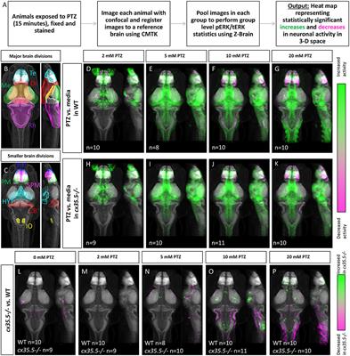 Effects of Constitutive and Acute Connexin 36 Deficiency on Brain-Wide Susceptibility to PTZ-Induced Neuronal Hyperactivity